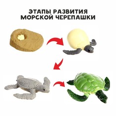 Обучающий набор «Этапы развития морской черепашки» 4 фигурки No Brand