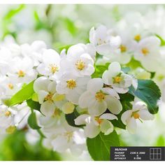 Фотообои К-096 «Яблоня» (6 листов), 210 ? 200 см Симфония