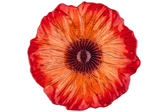 Блюдо Elan Gallery 28х28х2,5 см Алые маки