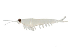 Приманка Nikko Okiami Shrimp L 58мм #Clear Brown