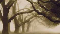 Картина на холсте 60x110 LinxOne "Природа, пейзаж, натура, флора