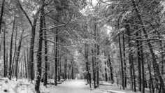 Картина на холсте 60x110 LinxOne "Природа, пейзаж, натура, флора