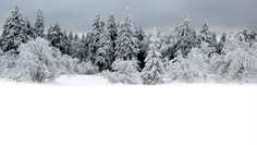 Картина на холсте 60x110 LinxOne "Природа, пейзаж, натура, флора