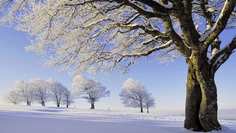 Картина на холсте 60x110 LinxOne "Природа, пейзаж, натура, флора