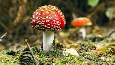 Картина на холсте 60x110 LinxOne "Природа, пейзаж, натура, флора