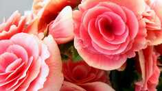 Картина на холсте LinxOne 60x110 Природа пейзаж натура флора