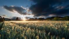 Картина на холсте 60x110 LinxOne "Природа, пейзаж, натура, флора