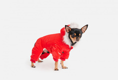 Комбинезон для собак Arnydog