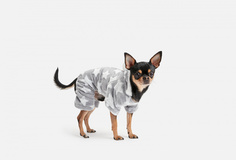 Комбинезон для собак Arnydog
