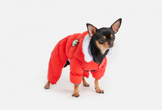 Комбинезон для собак Arnydog
