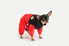 Комбинезон для собак Arnydog
