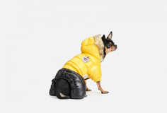 Комбинезон для собак Arnydog