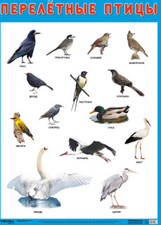 Развивающие плакаты Мозаика-Синтез Перелетные птицы