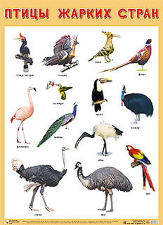Развивающие плакаты Мозаика-синтез птицы жарких стран