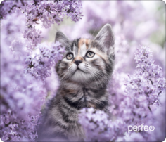 Коврик для мыши Perfeo (PF_D0652)