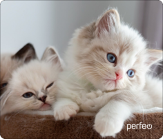 Коврик для мыши Perfeo (PF_D0639)