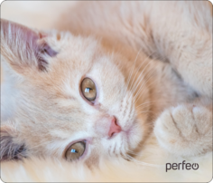Коврик для мыши Perfeo (PF_D0641)