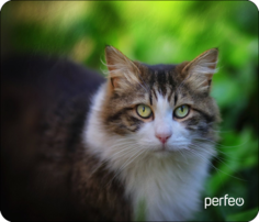Коврик для мыши Perfeo (PF_D0668)