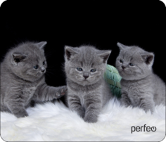 Коврик для мыши Perfeo (PF_D0670)