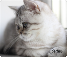 Коврик для мыши Perfeo (PF_D0650)