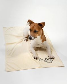 Полотенце для собак супервпитывающее, размер L, 100х50 см MR DOG