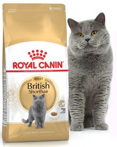 Сухой корм для кошек Royal Canin BRITISH SHORTHAIR, птица, 4 кг