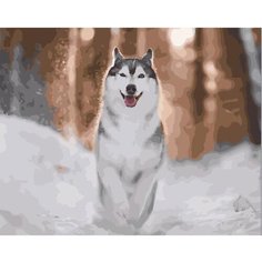 Картина по номерам Красота хаски 40х50 см Hobby Home