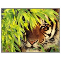 Алмазная мозаика «Тигр в засаде» 28×20см, 18 цветов Milato