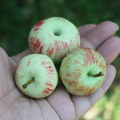 Силиконовая форма для мыла, Яблочки Helena Mold