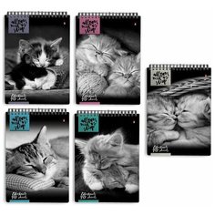 Комплект 50 шт, Блокнот А5, 40 л, гребень, ламинированный картон, клетка, Альт, "Кошки", (5 видов), 3-40-462