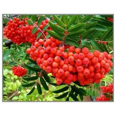 Алмазная мозаика Рябиновый восторг 30x40 см. Milato