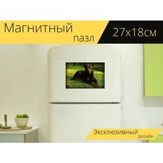Магнитный пазл "Ротвейлер, собака, природа" на холодильник 27 x 18 см. Lots Prints