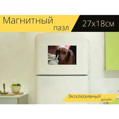 Магнитный пазл "Такса, на, собака" на холодильник 27 x 18 см. Lots Prints