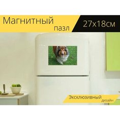 Магнитный пазл "Собака, колли, грубая колли" на холодильник 27 x 18 см. Lots Prints