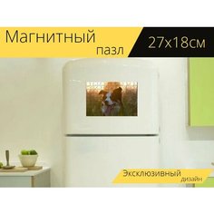 Магнитный пазл "Бордерколли, летом, заход солнца" на холодильник 27 x 18 см. Lots Prints