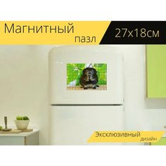 Магнитный пазл "Морская свинка, серебряная лиса, чернобелоподпалый" на холодильник 27 x 18 см. Lots Prints