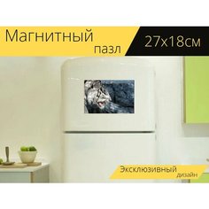 Магнитный пазл "Бенгальский тигр, белый тигр, индийский тигр" на холодильник 27 x 18 см. Lots Prints