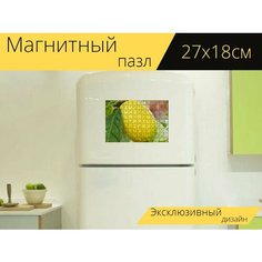 Магнитный пазл "Лимон, лимонное дерево, лимонный" на холодильник 27 x 18 см. Lots Prints