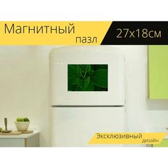 Магнитный пазл "Хлорофилл, листья, зеленый" на холодильник 27 x 18 см. Lots Prints