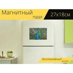 Магнитный пазл "Павлинье перо, павлин, птица" на холодильник 27 x 18 см. Lots Prints