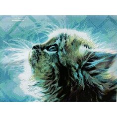 Алмазная мозаика квадратные стразы кот, кошка, майкун, шотландская , животные 40*50 полная выкладка Kakadu
