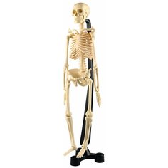 Набор Edu Toys Mini-Skeleton (SK046), бежевый