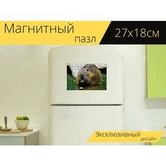 Магнитный пазл "Нутрия, ест, бобр" на холодильник 27 x 18 см. Lots Prints