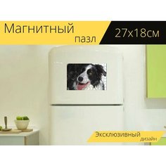 Магнитный пазл "Бордерколли, собака, зима" на холодильник 27 x 18 см. Lots Prints