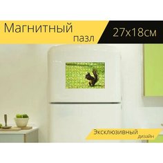 Магнитный пазл "Белка, грызун, коричневый" на холодильник 27 x 18 см. Lots Prints