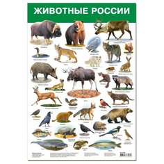Плакат Дрофа-Медиа Животные России 2986