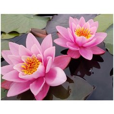 Картина мозаикой розовые кувшинки (10 цветов) 15*20 см Molly