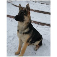 Картина по номерам Немецкая овчарка 40х50 см Hobby Home