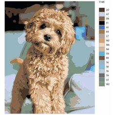 Картина по номерам Y146 " Милая мальтипу. Собака " 40х50 Brushes Paints