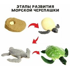 Обучающий набор Этапы развития морской черепашки 4 фигурки Made in China